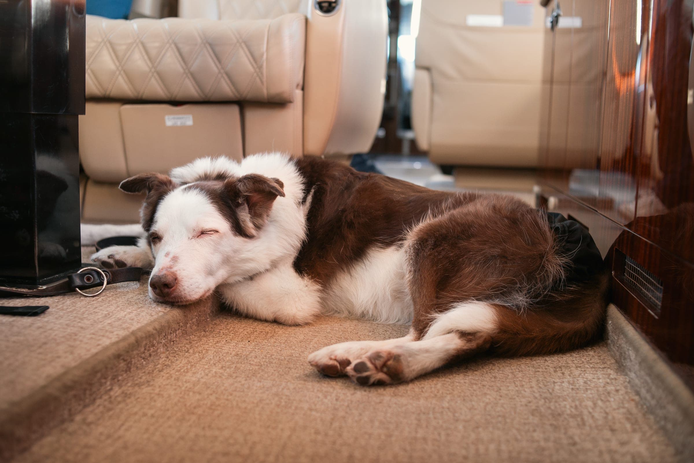 An old border collie asleep on the carpet of a private jet cabin
